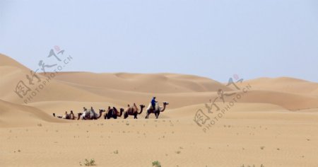 骆驼出山图片