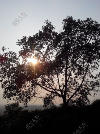 日落树图片