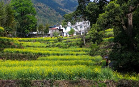 江岭梯田油菜花图片