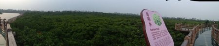 红树林全景图图片