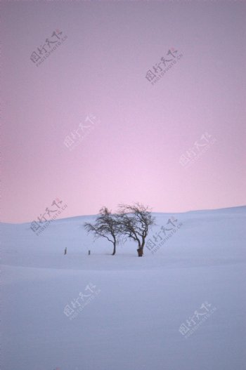 冬日之树图片