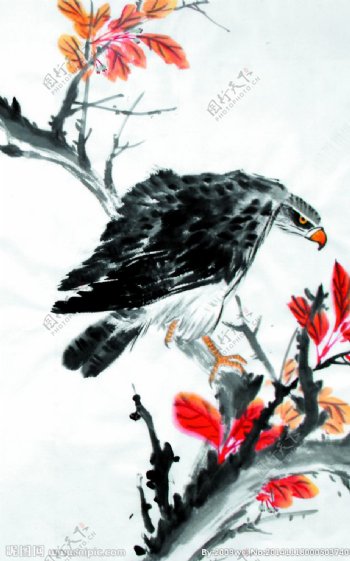 苍鹰红叶图图片