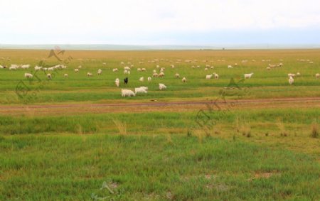 内蒙古赤峰草原牛羊成图片