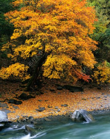 秋天的小河慢慢流图片
