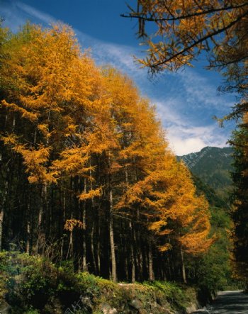 蓝天下秋天中树的美景图片