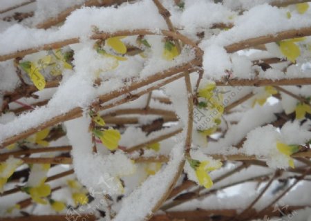 雪后迎春图片