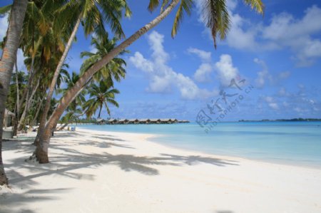 海岛椰林图片
