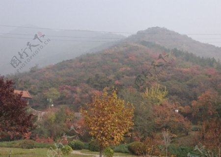红叶满山图片