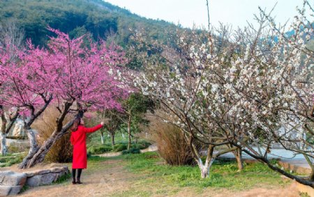 人面桃花相映红图片