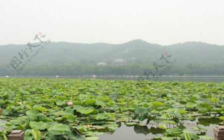 山水荷塘图片