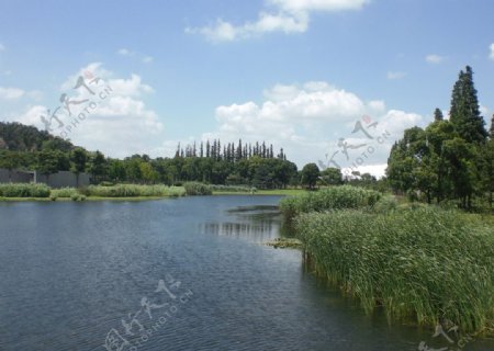 辰山植物园湖面图片
