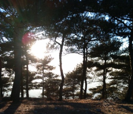 阳光下的树林图片