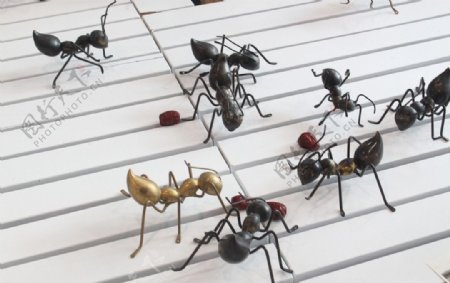 木板上的蚂蚁图片