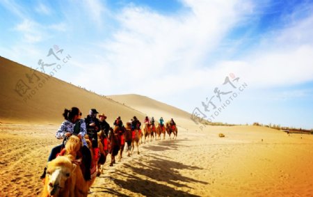 在沙漠中行走的骆驼图片