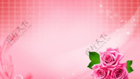 粉色玫瑰花海报背景图片