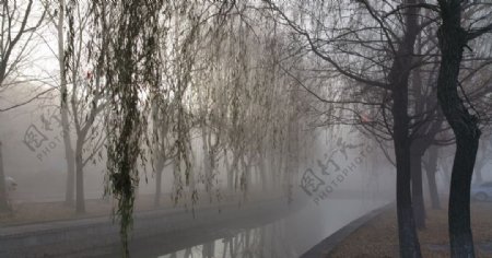 冬天早晨的浓雾图片