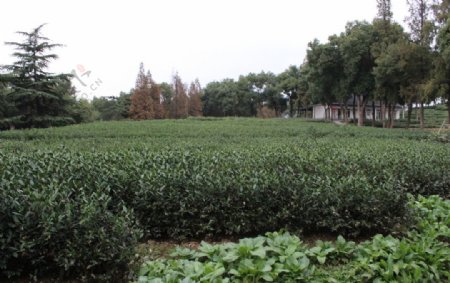 茶叶园林茶树图片