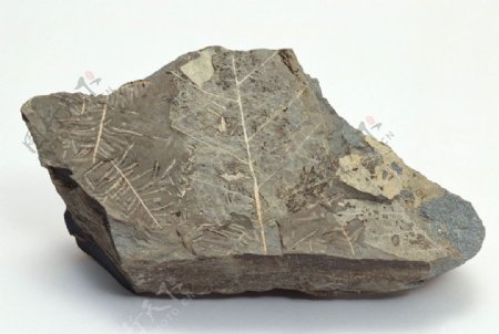 化石古石岩石图片