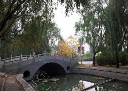 秋天校园里的拱桥图片