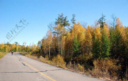 公路边秋景图片