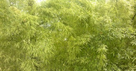 绿色自然竹子图片