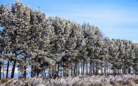 冬季杉树桦树林摄影图片