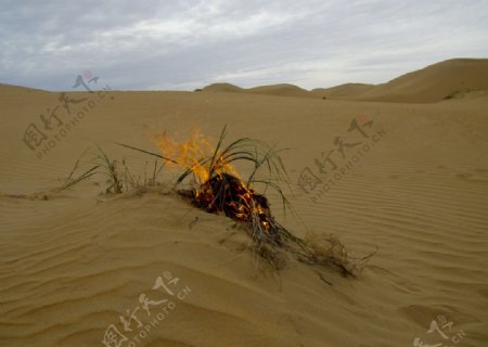 沙漠中的野火图片