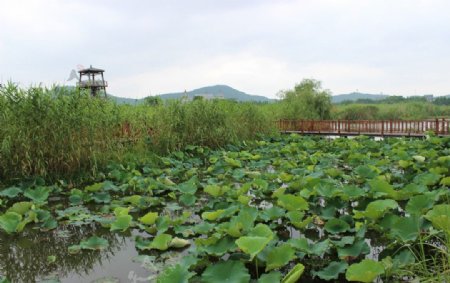 湿地公园下渚湖景区图片