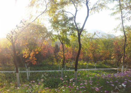 秋日午后枫林图片