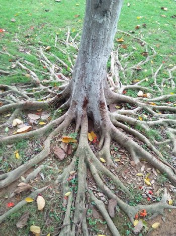 老树的根图片