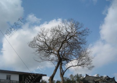 蓝天和树枝的对话图片
