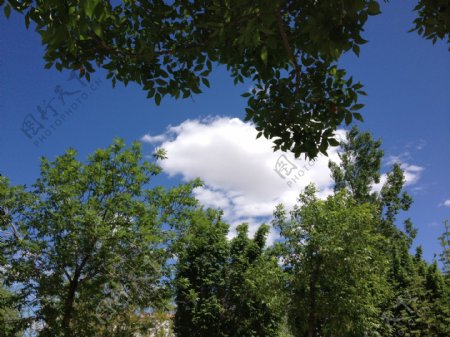 绿叶间的云朵图片