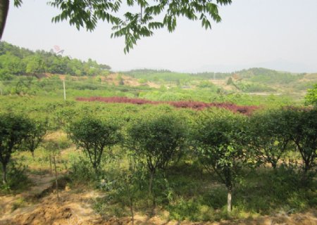 农村山林绿化图片