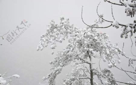 雪松图片