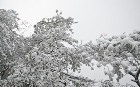 雪松图片