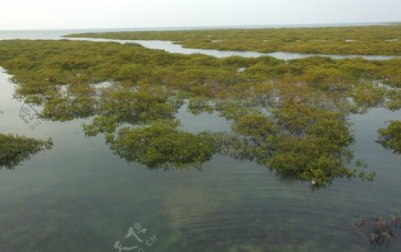 湿地景观图片
