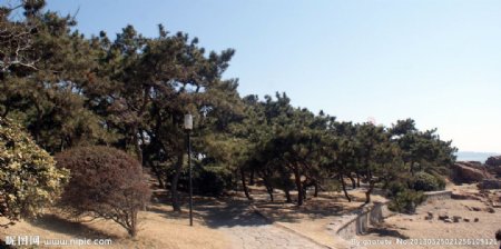 青岛海边的松树图片