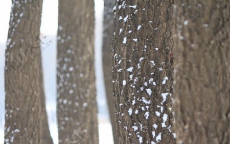 冬日大树雪景图图片