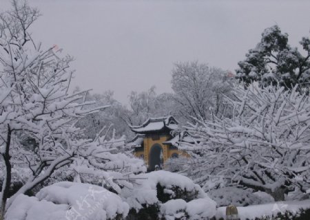 常州红梅公园雪景图片