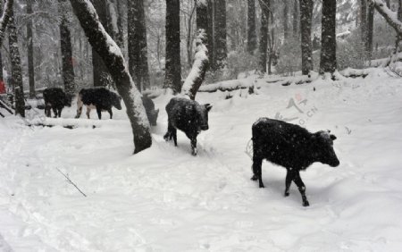 玉龙雪山牛群图片