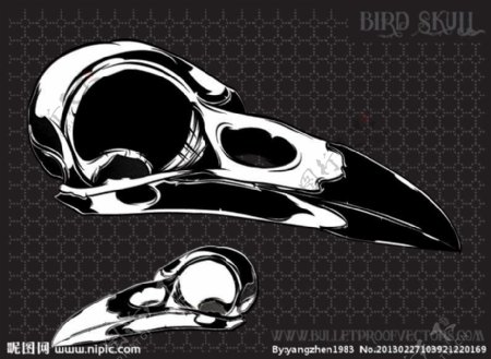 鸟类头骨图片