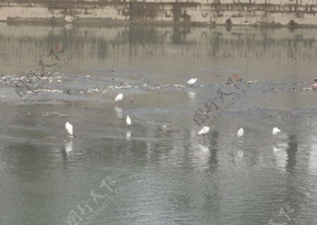 河面白鹭图片