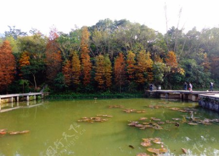 红叶绿湖图片
