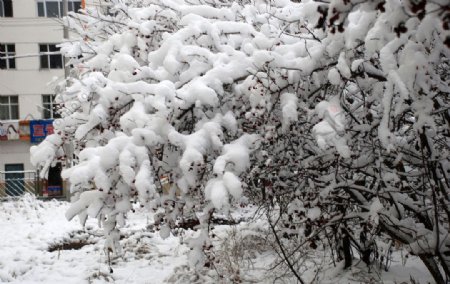 冬天树上的雪挂图片