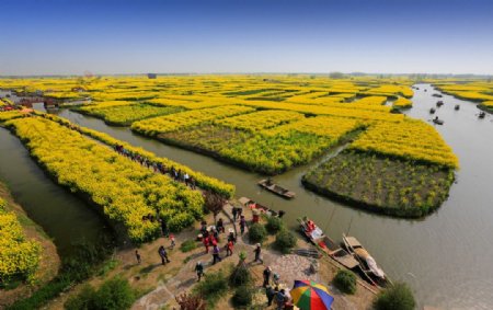 千岛菜花风景区图片