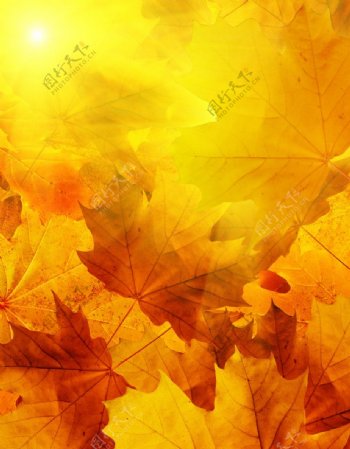 秋天的树叶高清图图片