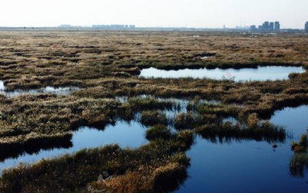 湿地秋景图片
