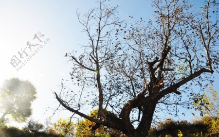 秋日古树图片