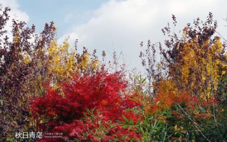 彩色的秋图片