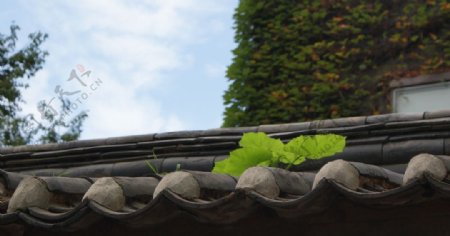 屋顶上的小植物图片